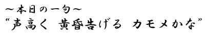 本日の一句?声高く 黄昏告げる カモメかな?